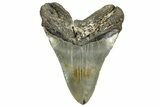 Fossil Megalodon Tooth - North Carolina #328406-2